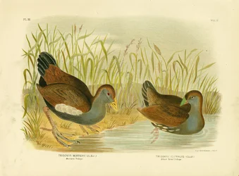 Mortiers Tribonyx Or Tasmanian Nativehen, 1891